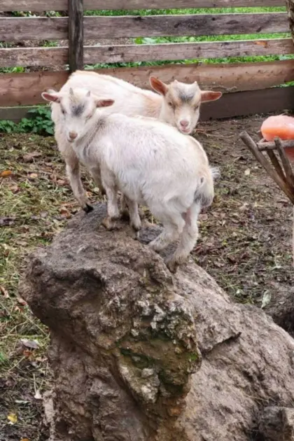 Zwergziege M zu verkaufen