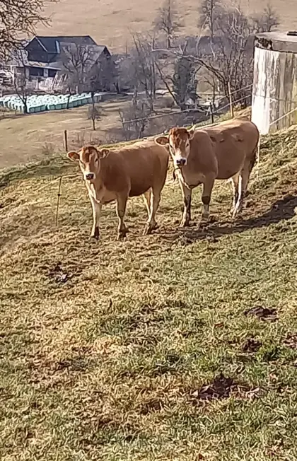 Murbodner Kalbinnen Bio