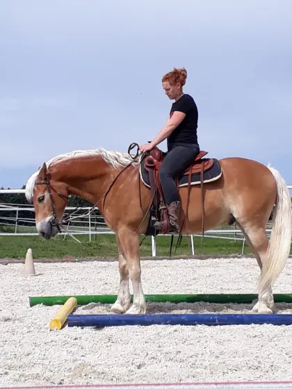 Haflinger-Wallach, 19 Jahre, ideal für Freizeit