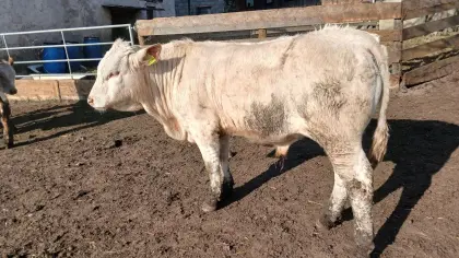 BIO Einsteller, Fresser