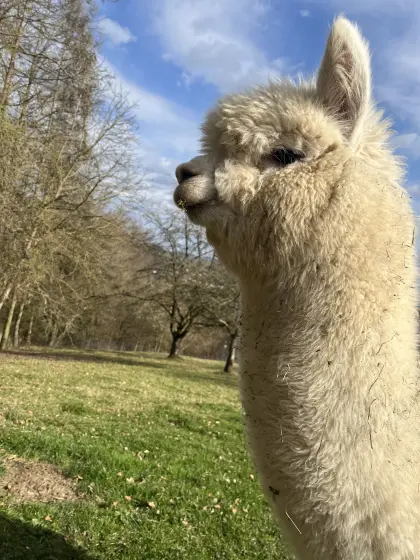 Eisbär, Bobby Brown und Marco Polo