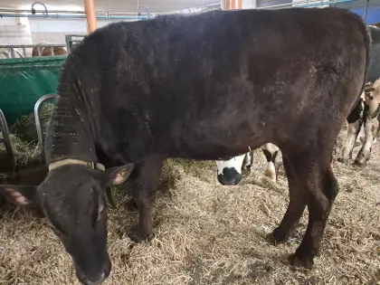Wagyu Ochse zu verkaufen