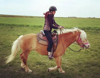 Haflinger Stute „Dana“ sucht neues Zuhause