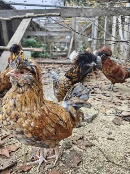 Zwergseidenhühner, Zwerg-Wyandotten, Zwergpaduaner