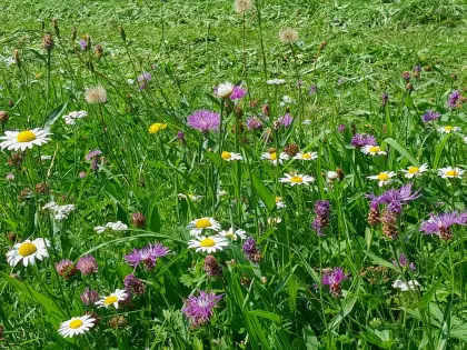Suchen warmluftgetrocknetes Heu bester Qualität - Ernte 2026