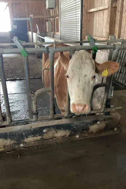 Bio Fleckviehmutterkuh