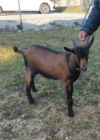 Gemsfarbiger Gebirgsziegenbock