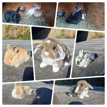 Zwergkaninchen-Babys