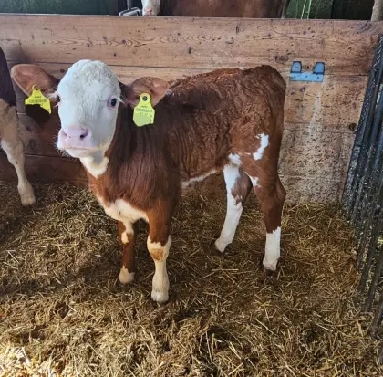 Bio Fleckviehkalb