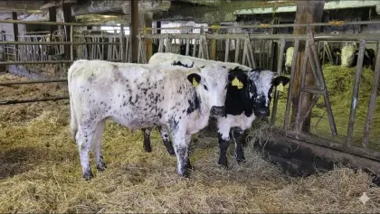 Pustertaler Sprinzen Kalbinnen Bio8