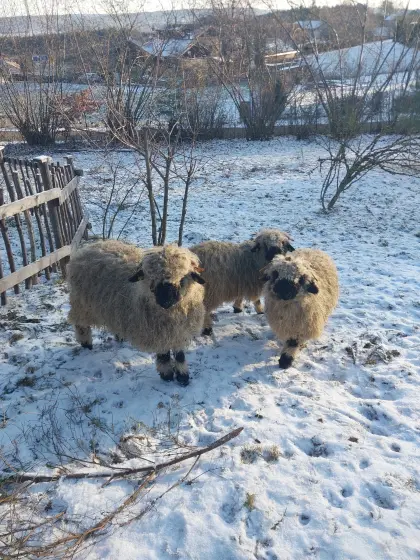 3 junge Walliser Schwarznasen