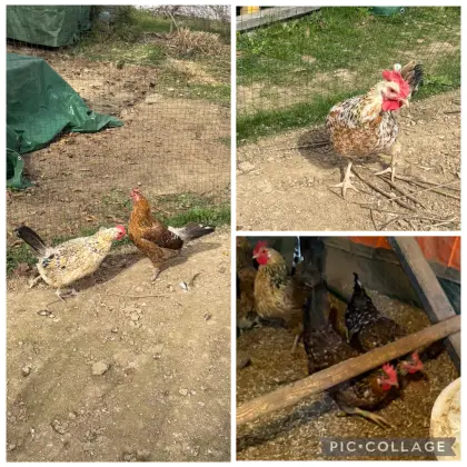 5 Schwedische Blumenhühner 3 und 2 Jahre alt