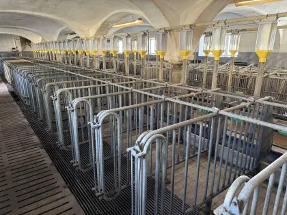 Aufstellung für Zuchtschweine