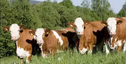 Suche Bio-Kalbinnen, FV, FV/RF, RF