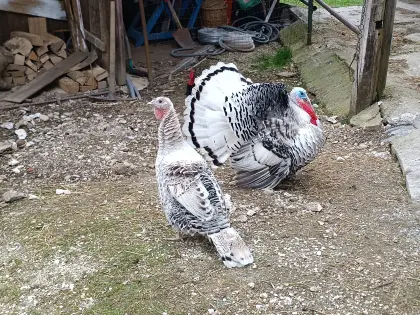 Cröllwitzer Puten