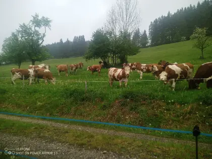 Bio Jungkühe und Kühe