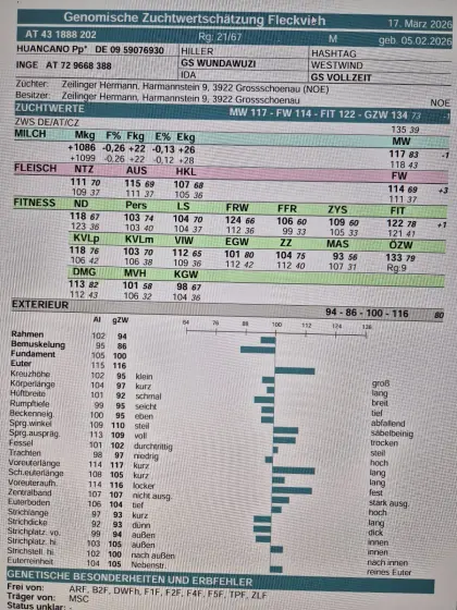 Verkaufe typisiertes BIO Stierkalb