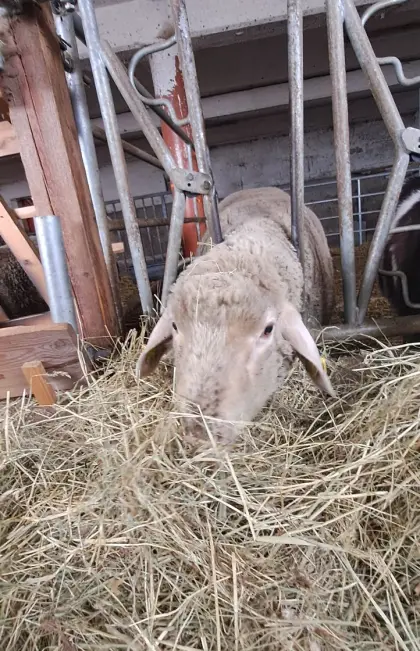 Merino/Suffolk Bock