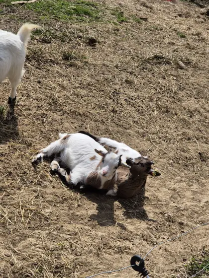 Zwergziegenkitz abzugeben