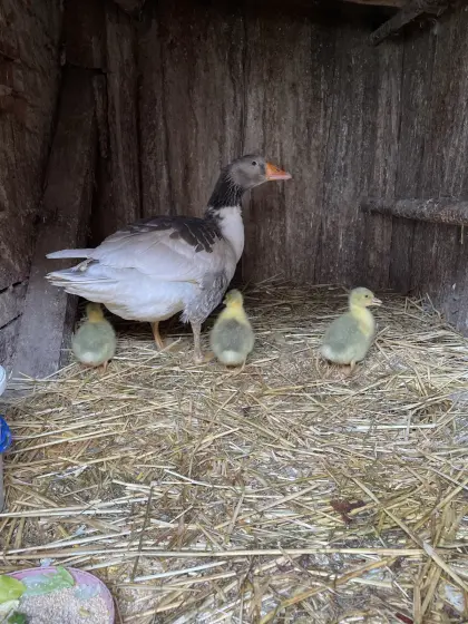 Österreichische Landgänse