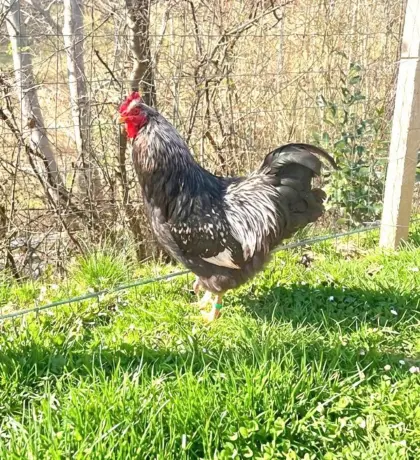 Barnevelder Hahn mit 2 Hennen