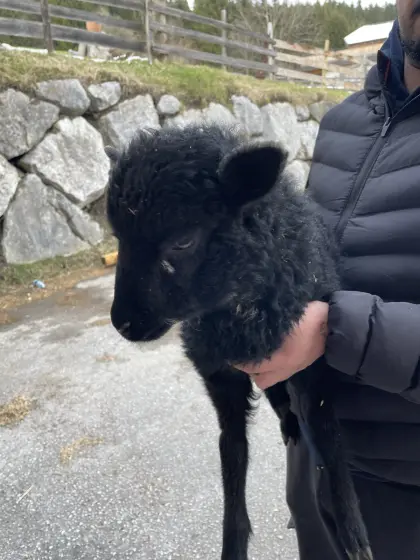 Weibliches Lamm Kerry Hill Mix