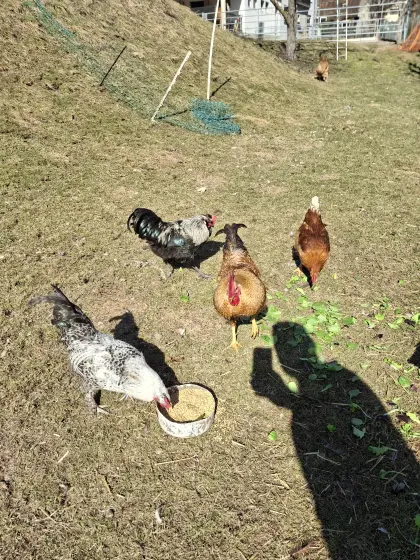 Hähne vom Herbst 2025