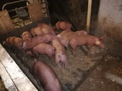 Verkaufe schöne Ferkel