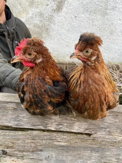 Altsteirer Jungtiere