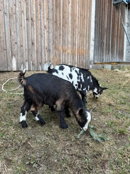 Verkaufe 2 Zwergziegen