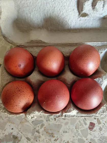 Reinrassige Marans Bruteier