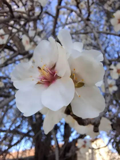 Marillengarten in Arnsdorf zu verpachten