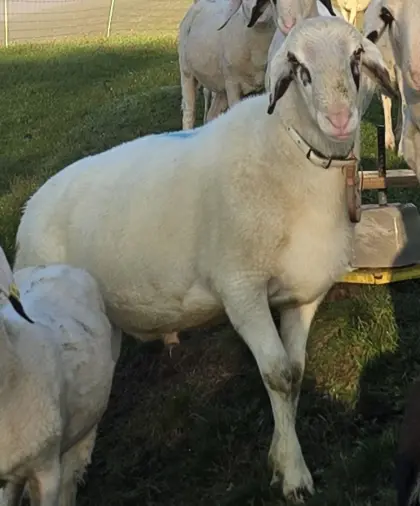 Brillenschaf Zuchtwidder