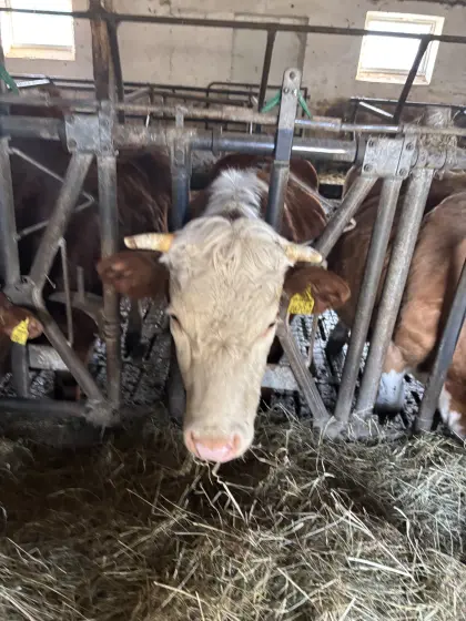 Bio Kalbin Hinterwälder