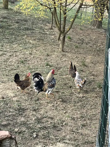 Bayrische Landzwerge