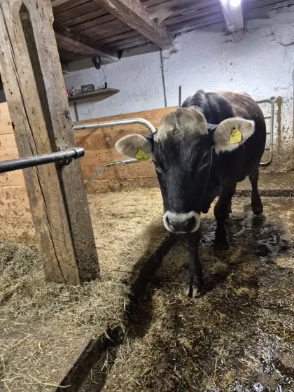 Braunviehkuh trächtig zum 3. Kalb