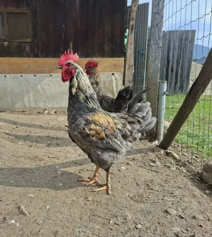 Junger Hahn/Junghähne