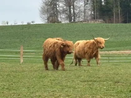 Hochlandrindkalb
