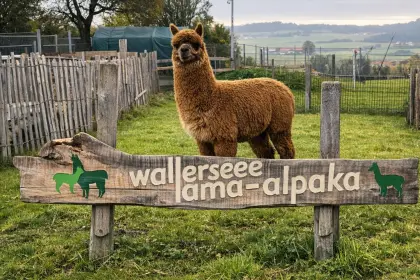 Alpaka Junghengst, halfterführig, wandererprobt
