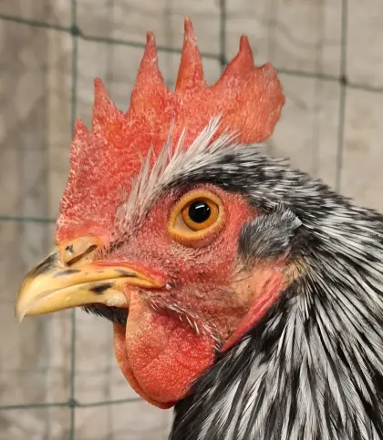 Rassegeflügel Geflügel Hähne Hühner Hahn Huhn