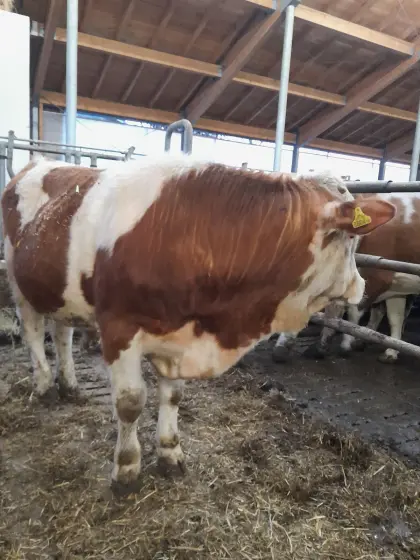 BIO Sprungstier Leo Pp