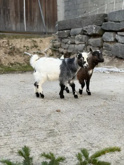 Verkaufe 2 Zwergziegenböcke