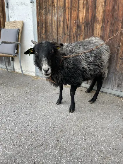 Mixschaf mit weiblichem Lamm
