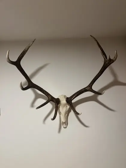 Hirschgeweih / Rothirsch