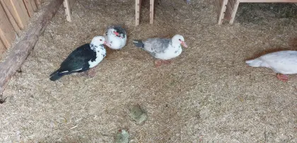 Entenküken bald zu haben in 34 Tagen