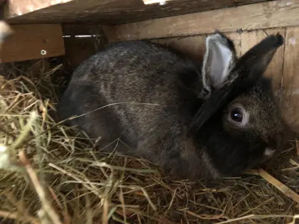 Zwergkaninchen Löwenkopf