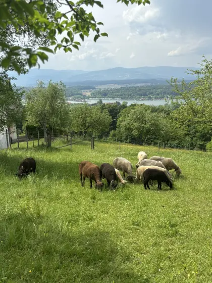 Jura Kreuzungslämmer