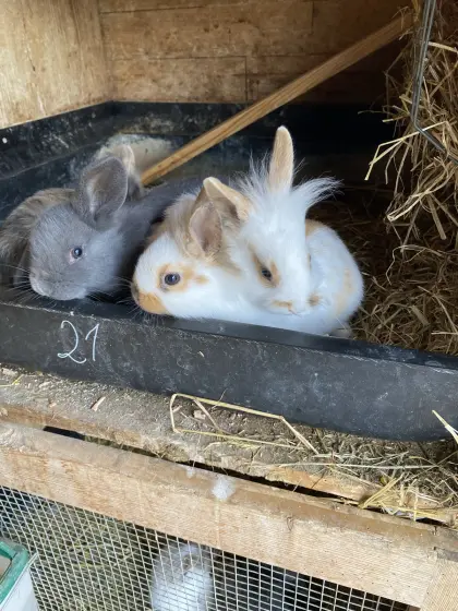 Liebe Löwenkopfteddyzwerg, Farbenzwerge und Schlappohrhasen