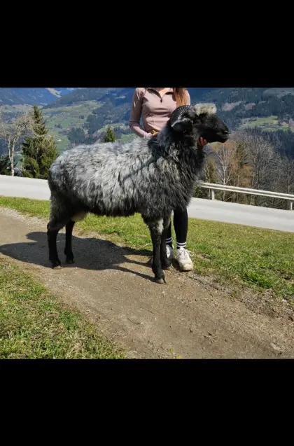 Steinschafzuchtwidder