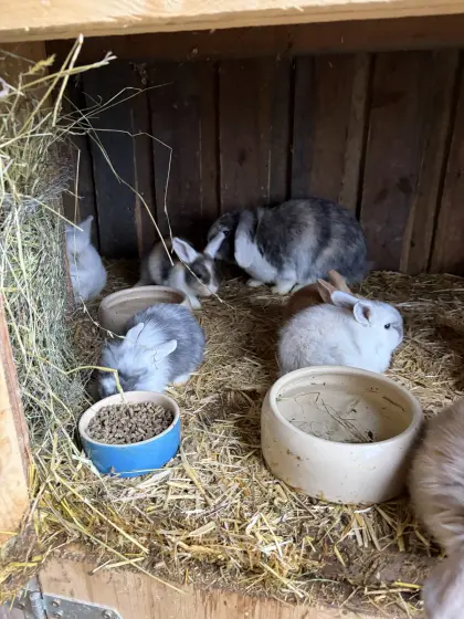 Zwergwidder Mädchen, Kaninchen weiblich